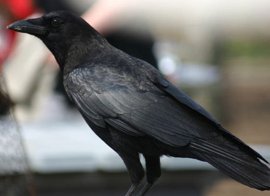 New discovery about the intelligence of crows