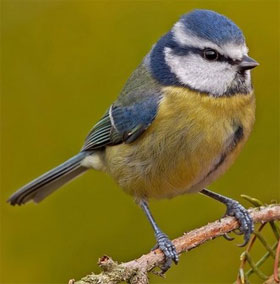 New discovery: Birds also know how to