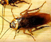 New discovery: Cockroaches also know learning!
