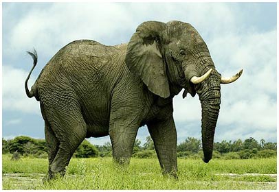 New discovery: Elephants hear with .. legs!