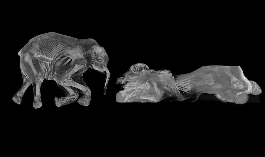 New discovery from fossils of two mammoths