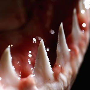 New discovery from shark's teeth