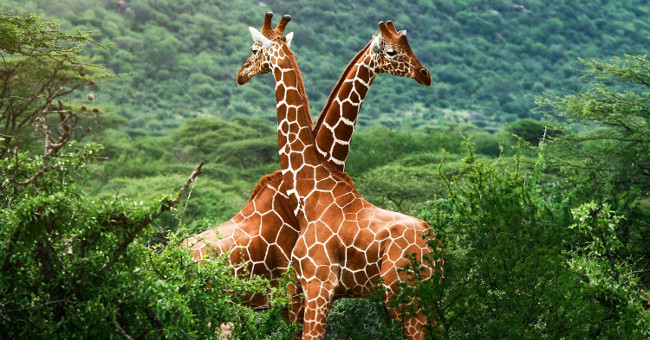 New discovery: Giraffes belong to 4 different organisms