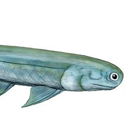 New discovery: Human ancestors are sharks