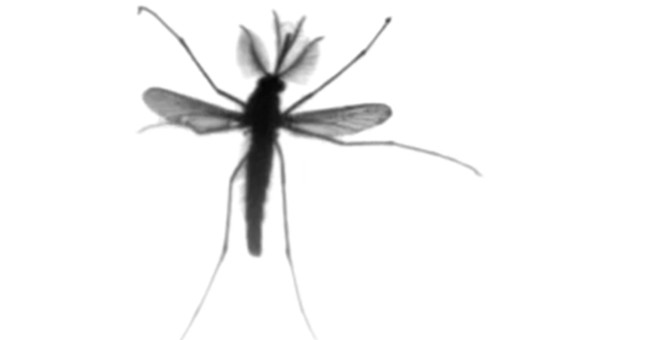 New discovery in the mechanism of