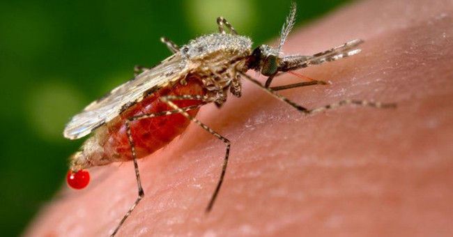 New discovery: Malaria appears from the Roman Empire