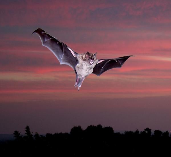 New discovery of bat's observation ability