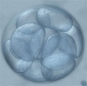 New discovery of cell embryo formation