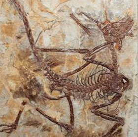 New discovery of dinosaurs 'aerial assassins'