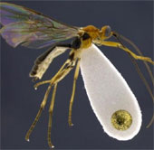 New discovery of parasitic insects