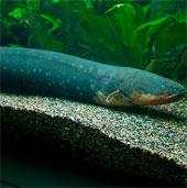 New discovery of the ability to control the eel's remote prey