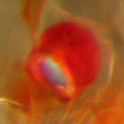 New discovery of the phenomenon of underwater luminescence