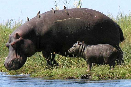New discovery of the physique of mammals
