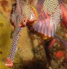 New discovery of the reproductive behavior of sea dragon fish