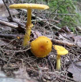 New discovery of the role of fungi symbiotic roots with carbon in the atmosphere