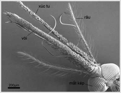New discovery of the sense of smell of Anopheles mosquitoes