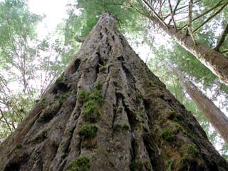 New discovery of the tallest trees in the world