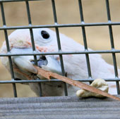 New discovery: Parrots also know how to create and use tools