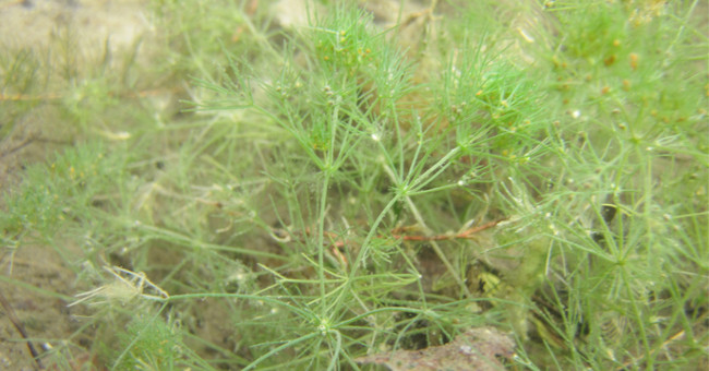 New discovery: Prehistoric plants from dinosaurs still live well