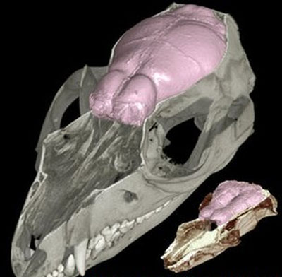 New discovery: The first mammal has a very good nose
