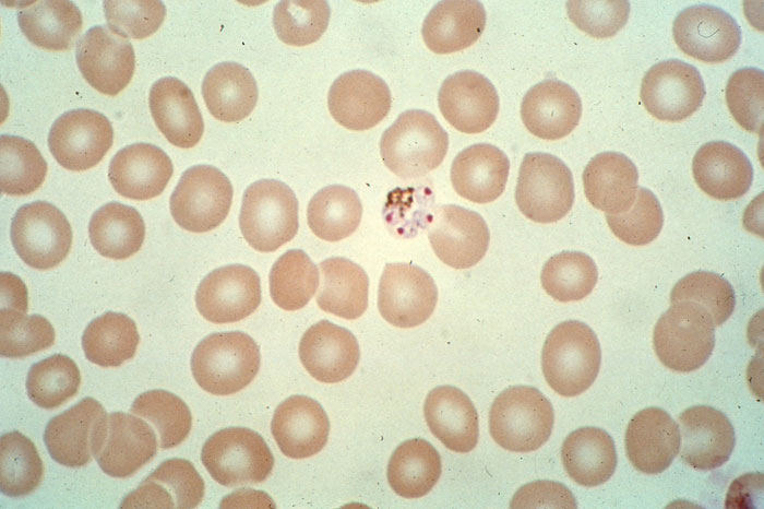 New drugs prevent malaria effectively