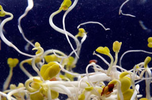 New E.coli bacteria: Faster, more toxic reproduction