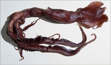 New exotic squid species