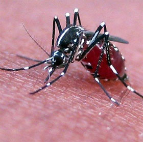 New explanation about mosquitoes that cannot spread HIV
