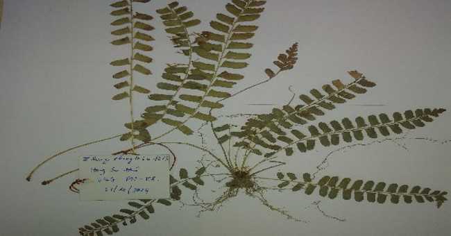 New fern species in Quang Binh cave