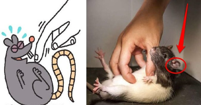 New finding: Mice don't laugh with their mouth but with their ears