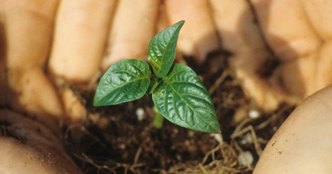 New finding: 'Reverse photosynthesis' helps reduce pollution