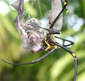 New findings about animals in 2013