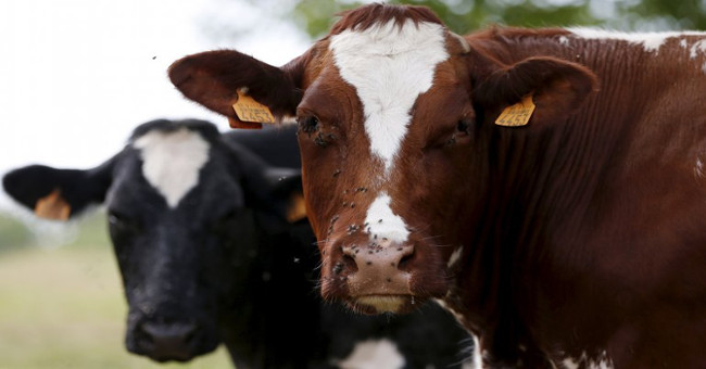 New findings on the risk of infection 'mad cow' in humans