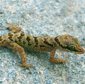 New finger lizard species in Khanh Hoa