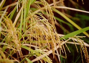 New flood-resistant rice varieties can help farmers and the environment