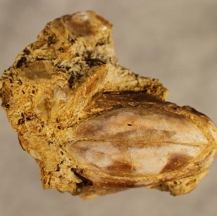 New fossil fossil families discovered