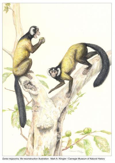 New fossils show primates that have ancestors in Asia