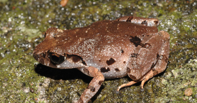 New frog species discovered in Son Tra peninsula