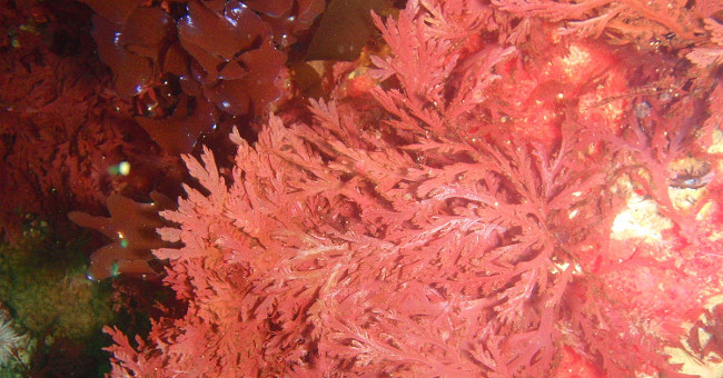 New generation bandages from marine algae can stop internal bleeding in minutes