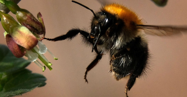 New generation bee-friendly pesticides
