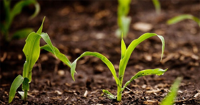 New genetic modification method helps plants lose water less than 25%