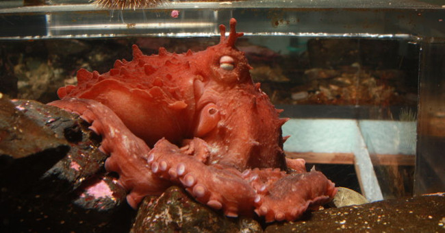 New giant octopus discovered off Alaska