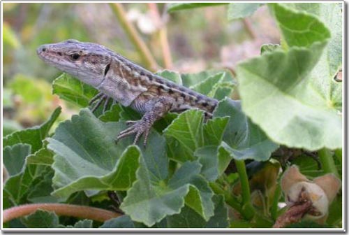 New habitat makes lizards evolve faster