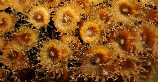 New hope for corals to die from global warming