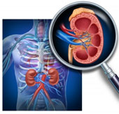 New hope for kidney failure