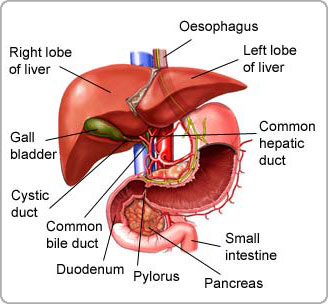 New hope for patients with liver cancer