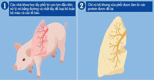 New hope for people who need transplants: Successfully cultivate new lungs