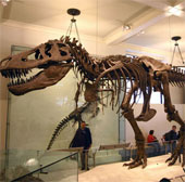 New hypothesis about dinosaurs
