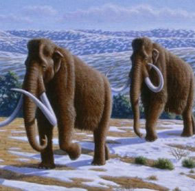New hypothesis about mammoth extinction