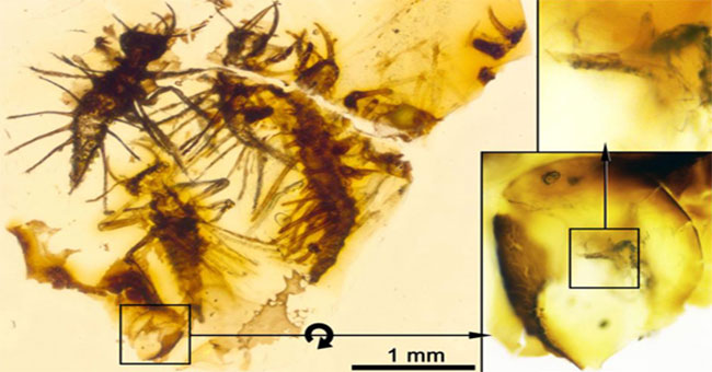 New insects hatch dead hard in amber 130 million years